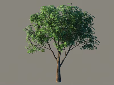 Lush Green Arbor With Dense Foliage And Straight Trunk In Isolated View 3d model