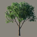 Lush Green Arbor With Dense Foliage And Straight Trunk In Isolated View