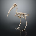 Detailed Medical Device Bird Skeleton Anatomical Model as Veterinary Educational Tool 3d model