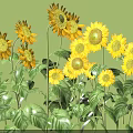 Bright Yellow Sunflowers Blooming With Green Leaves And Tall Stems In Garden