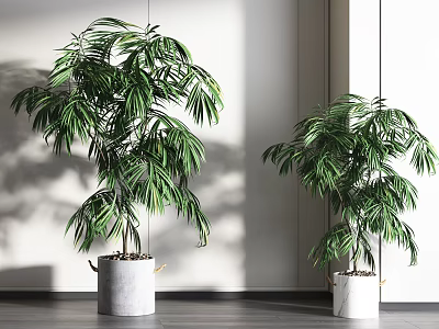 Indoor Potted Plants with Lush Green Leaves in White and Gray Ceramic Pots 3d model