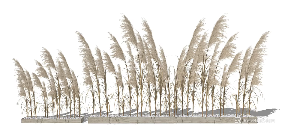Tall Ornamental Grasses Growing In Garden Border With Stone Edging 3d model 