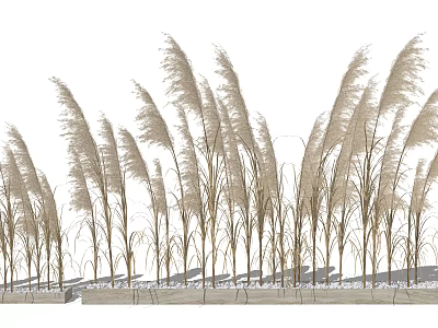 Tall Ornamental Grasses Growing In Garden Border With Stone Edging 3d model