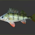 Colorful Striped Fish with Green Yellow Stripes Red Fins on Dark Background with Reflection