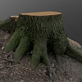 Arbor Tree Stump Showing Cut Surface Exposed Roots And Wooden Texture In Natural Environment