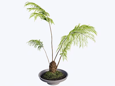 Bonsai Plant With Green Fronds Brown Bulbous Root In Gray Pot With Moss 3d model