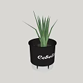 Bonsai Potted Plant In Black Pot With Slender Green Leaves And Cath Lettering