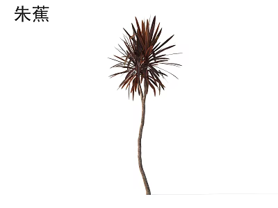 Cordyline Tree with Vibrant Red Purple Foliage and Slender Trunk in Garden 3d model