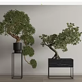 Bonsai Plants in Black Metal Stands Against White Wall for Minimalist Decor