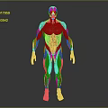 Human Limb Muscular System Anatomical Model Showing Detailed Muscle Structure 3d model