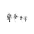 Tree Pit Design With Multiple Bare Trees And Tall Trunks In Landscape