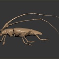 Modern Beetle Buffalo Beetle Scarab 3d model