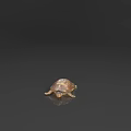 Aquatic Turtle With Brown Textured Shell And Yellow Eyes Resting On Reflective Surface 3d model