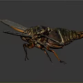 Cicada Insect With Patterned Wings Dark Body And Orange Edges On Reflective Surface