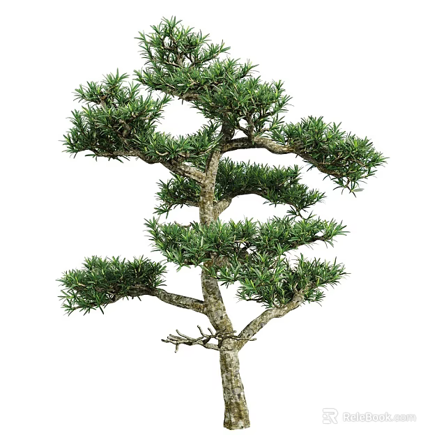 Pine Bonsai Tree With Lush Evergreen Foliage And Twisted Trunk Structure 3d model 
