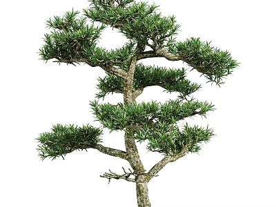 Pine Bonsai Tree With Lush Evergreen Foliage And Twisted Trunk Structure 3d model