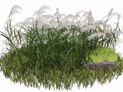 Lush Tall Grass with Feathery White Plumes and Natural Stone Accent 3d model