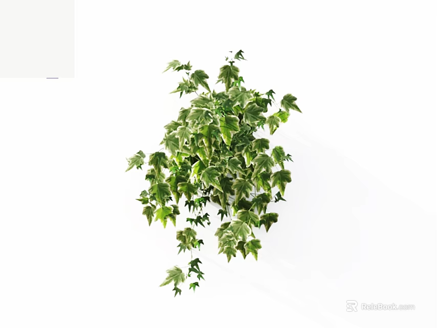 Lush Trailing Vine Plant With Green And White Variegated Leaves On White Background 3d model 