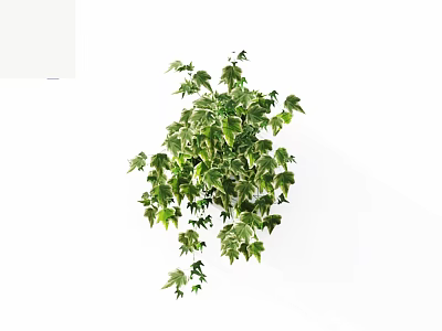 Lush Trailing Vine Plant With Green And White Variegated Leaves On White Background 3d model