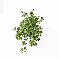 Lush Trailing Vine Plant With Green And White Variegated Leaves On White Background