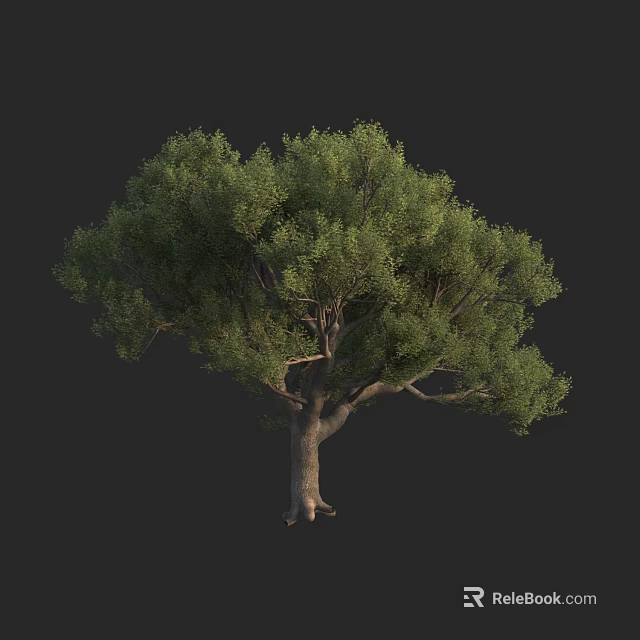 Lush Green Tree With Dense Foliage And Sturdy Trunk On Dark Background 3d model