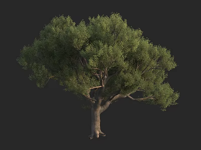 Lush Green Tree With Dense Foliage And Sturdy Trunk On Dark Background 3d model