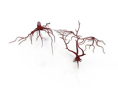Detailed Red Organ Structures With Hair like Branches And Intricate Vessels 3d model