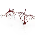 Detailed Red Organ Structures With Hair like Branches And Intricate Vessels