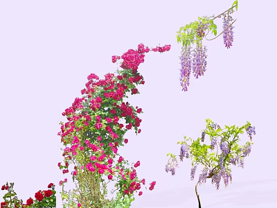 Climbing Vines Adorned With Pink Purple Flowers And Lush Green Leaves 3d model