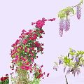 Climbing Vines Adorned With Pink Purple Flowers And Lush Green Leaves