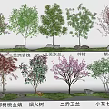 Diverse Garden Plant Combination Featuring Lilac Magnolia Purple Leaf Plum and Sevenleaf Tree