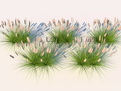 Green Grass Plants With Light Colored Spike Flowers And Natural Shadow 3d model
