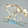 Monkey Skeleton Anatomical Model Display With Detailed Bone Structure And Stand 3d model