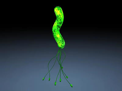 Medical Device For Microbial Detection With Green Fluorescent Curved Structure And Filaments 3d model