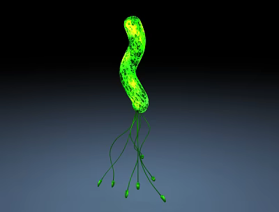 modern bacteria 3d model modern bacteria 3d model