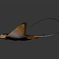 Vibrant Orange Brown Stingray Displaying Flat Body And Wing Like Fins On Dark Reflective Background