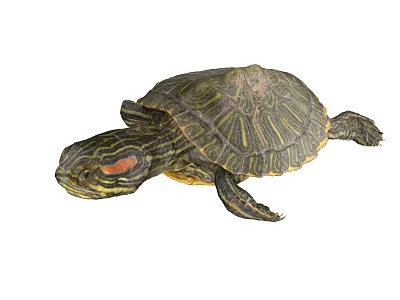 Green Reptile Turtle With Yellow Striped Shell And Red Head Markings 3d model