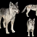 Three Gray Wolves Displayed In Different Standing Poses On Black Background 3d model