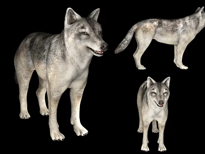 Three Gray Wolves Displayed In Different Standing Poses On Black Background 3d model