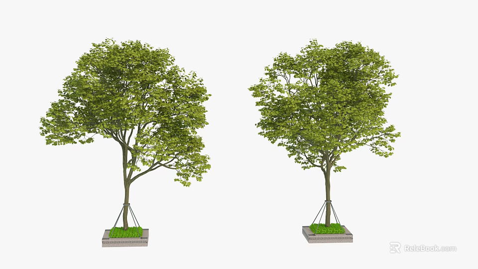 Two Elegant Healthy Arbor Trees With Lush Green Foliage And Concrete Tree Bases 3d model 