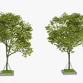 Two Elegant Healthy Arbor Trees With Lush Green Foliage And Concrete Tree Bases