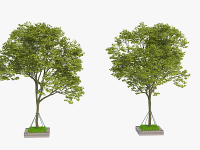 Two Elegant Healthy Arbor Trees With Lush Green Foliage And Concrete Tree Bases 3d model