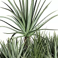 Lush Green Shrubs With Long Blade Leaves And Surrounding Small Rocks