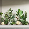 Garden Decorative Display With White Rectangular Planter Green Plants Large Leaves Cactus Pebbles And Moss