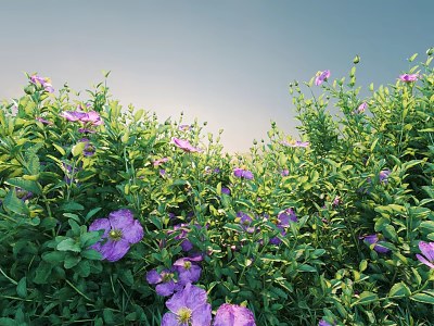 Green Shrubs With Purple Flowers Against Blue Sky Lush Garden Scene 3d model