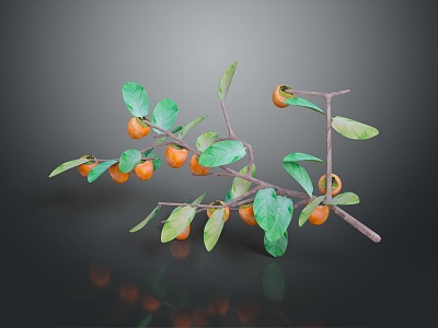 Persimmon tree fruit model