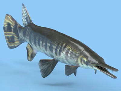 Alligator Gar Aquatic Animal With Long Snout Sharp Teeth Striped Body And Fins Underwater 3d model