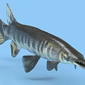 Alligator Gar Aquatic Animal With Long Snout Sharp Teeth Striped Body And Fins Underwater