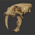 Medical Device Anatomical Skull Model as Educational Tool for Medical Training and Research