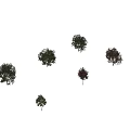 Diverse Tree Varieties With Green And Reddish Brown Foliage Canopies 3d model